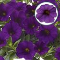 Bild von Calibrachoa P12 Dark blue